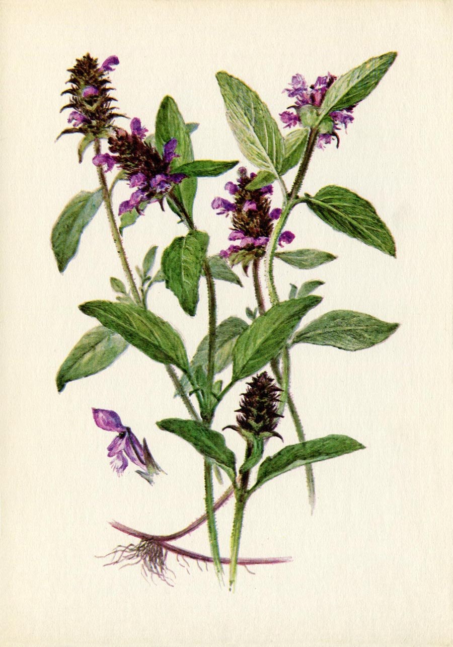 Ламиум яснотка