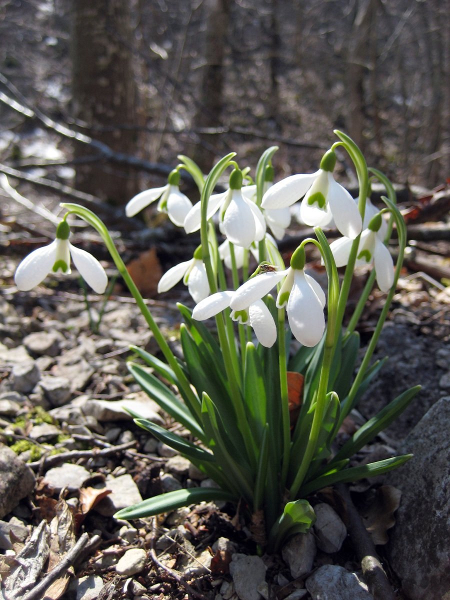 Подснежник кавказский – Galanthus caucasicus (Baker) Grossh