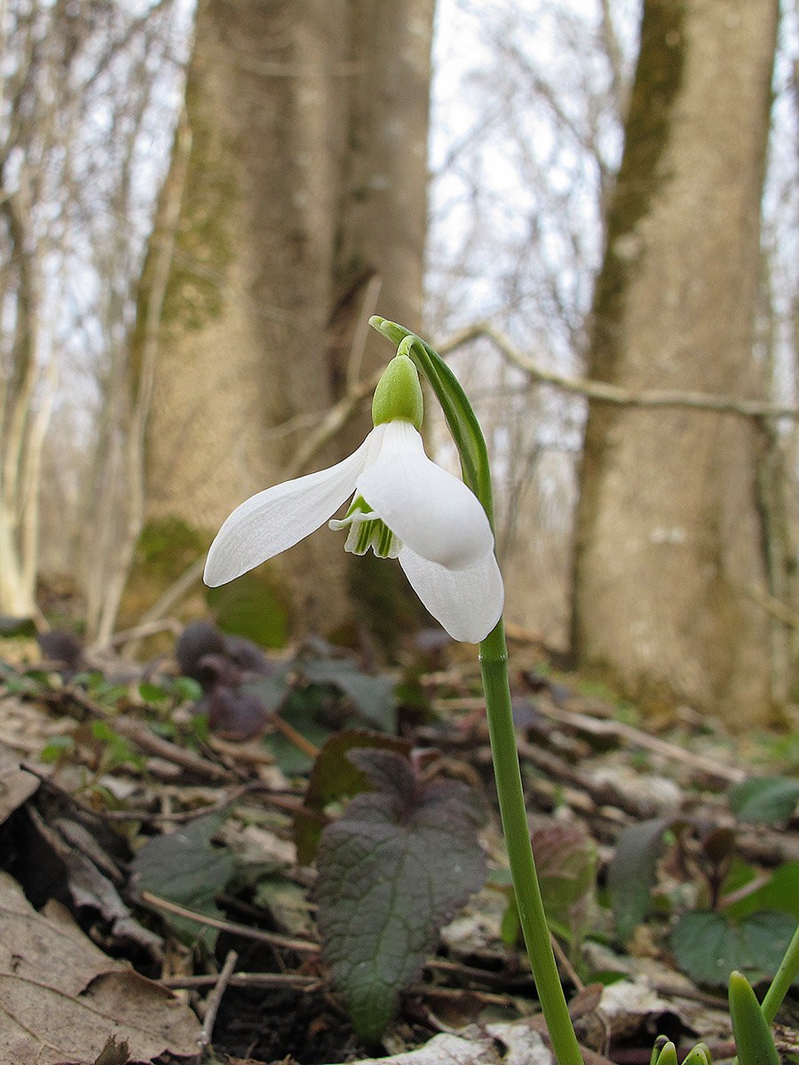 Подснежник Галантус кавказский