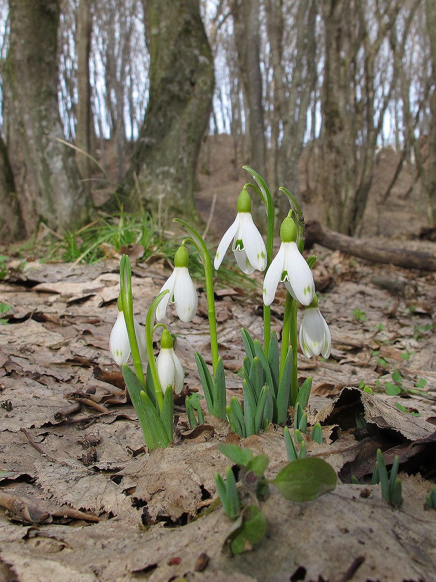Подснежник кавказский Galanthus caucasicus
