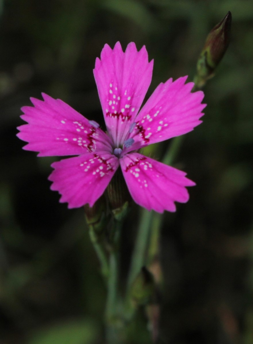 Гвоздика Луговая