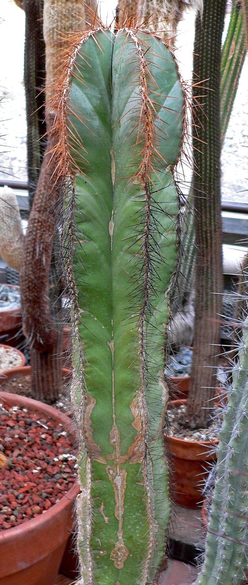 Опунция колючая