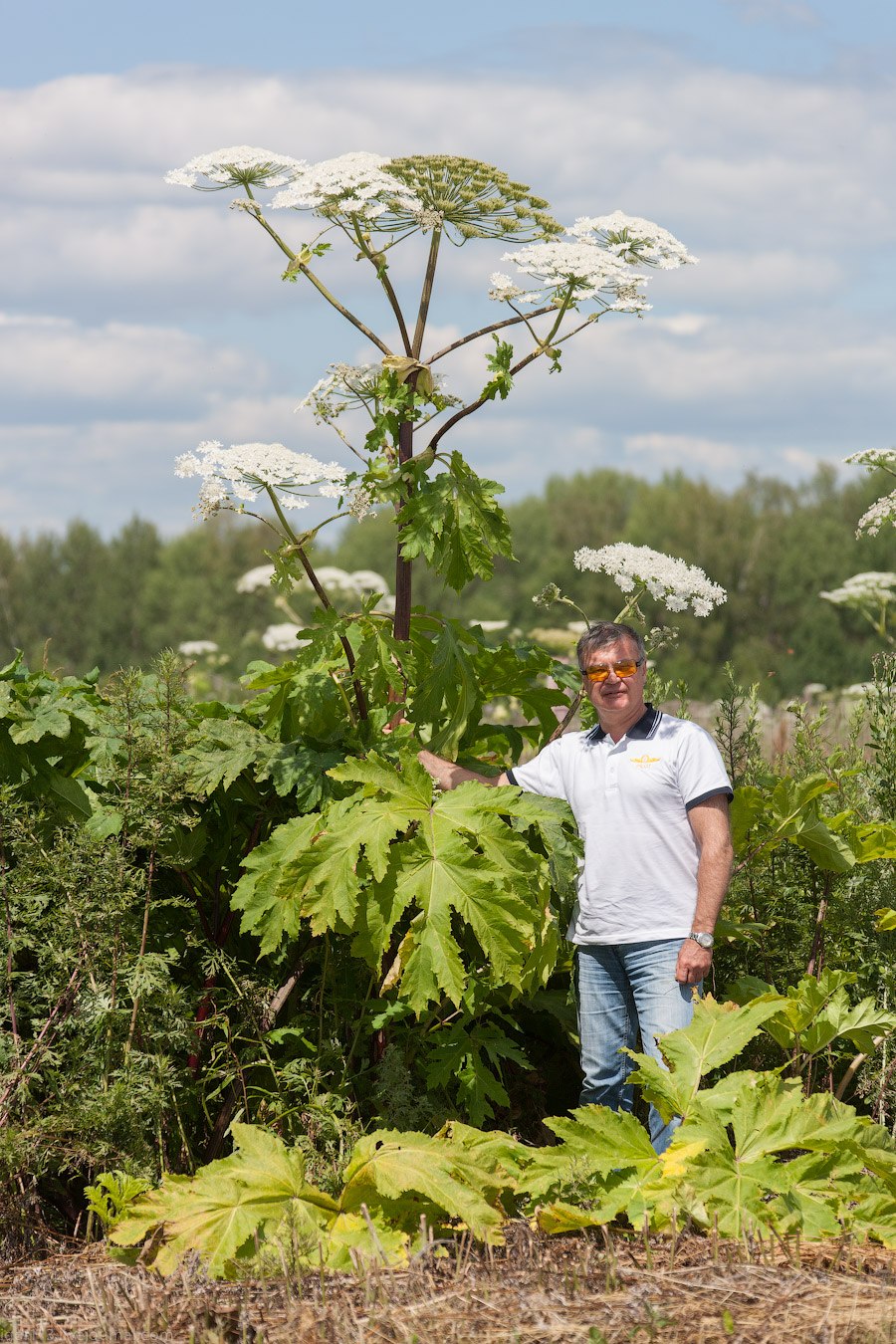 Eupatorium cannabinum