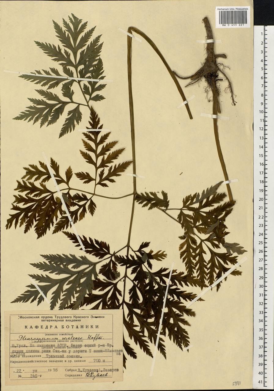 Heracleum борщевик