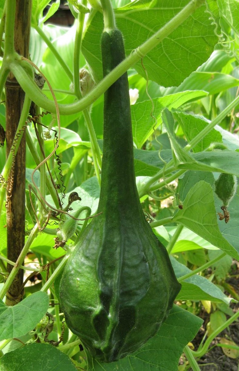 Тыква горлянка на кусту