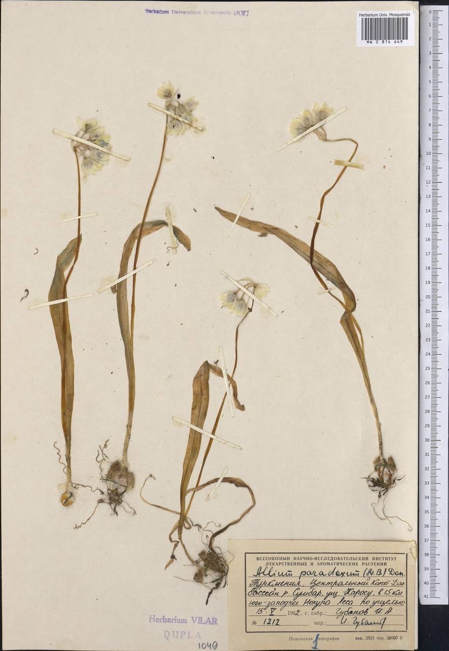 Лук странный красная книга описание