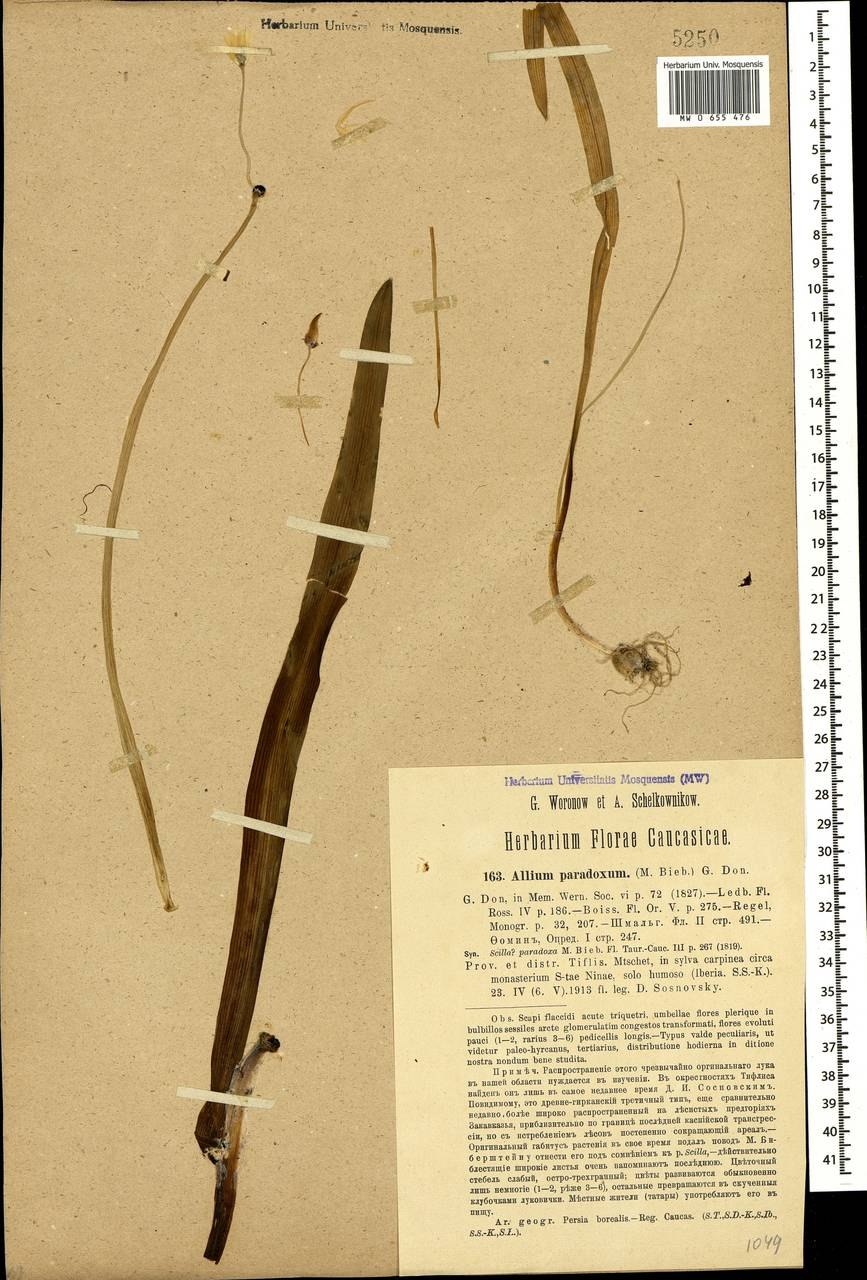 Необычные Луки