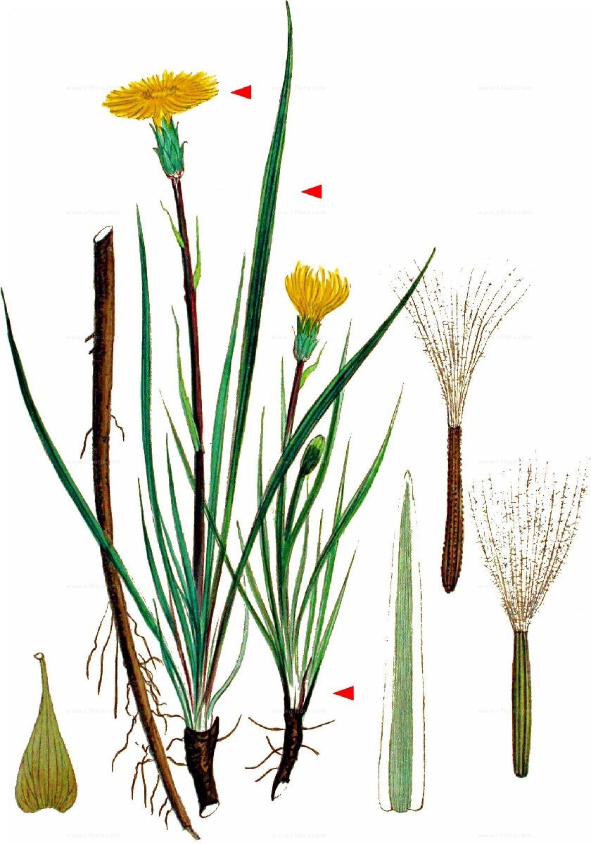 Scorzonera undulata
