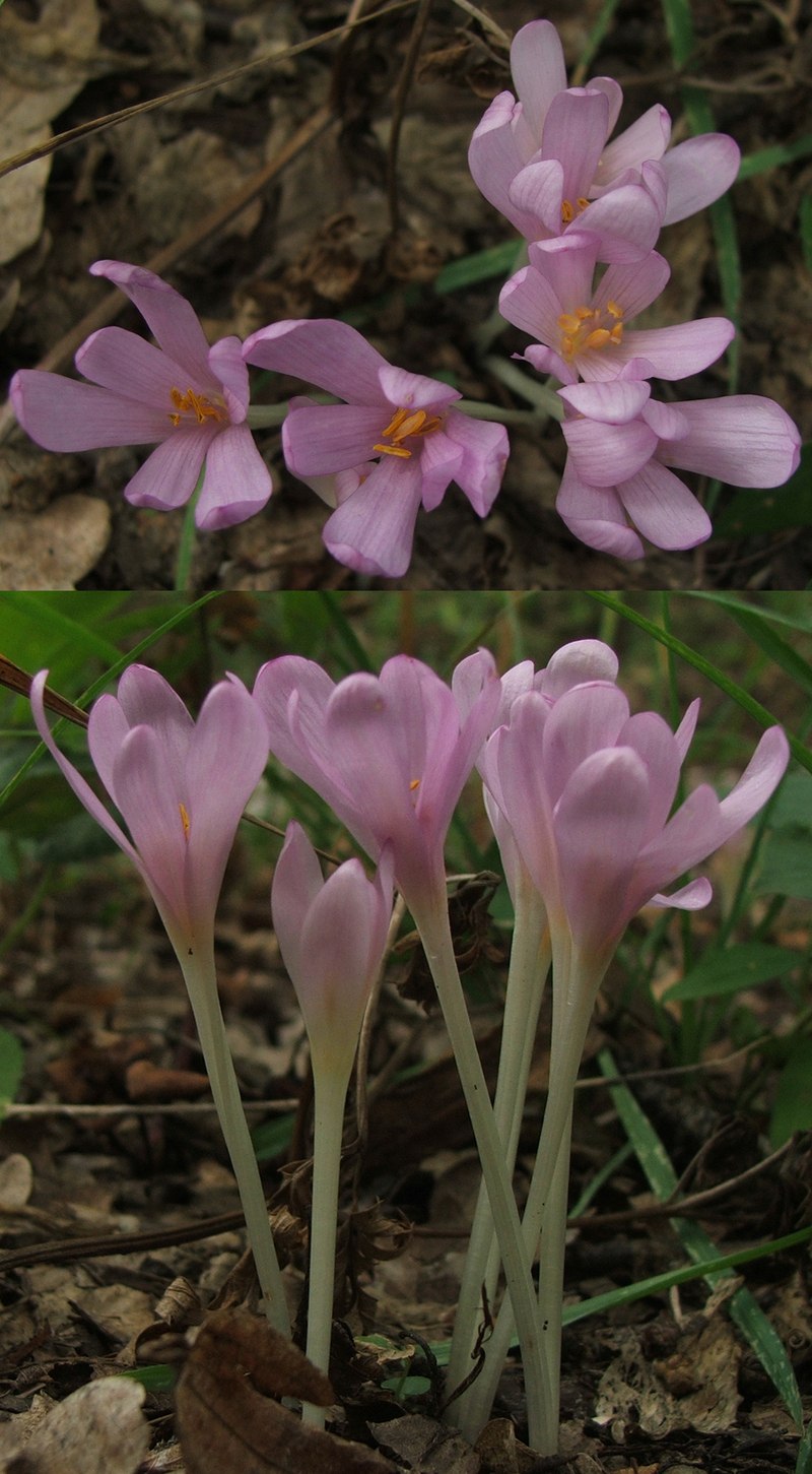 Безвременник Уотерлили