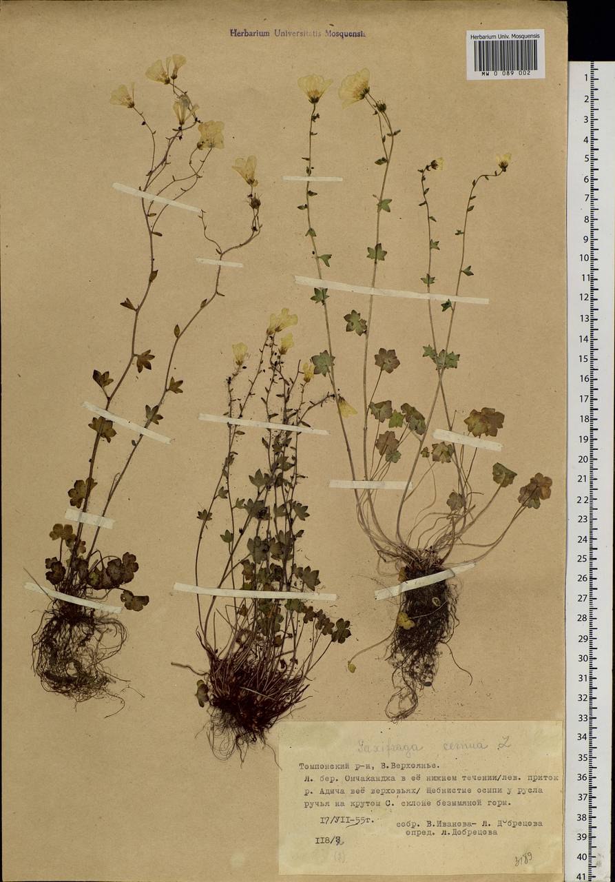 Камнеломка саксифрага