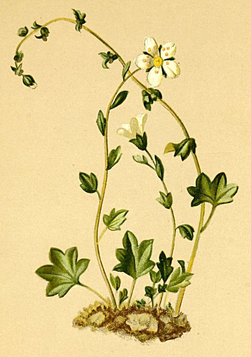 Камнеломка Снежная рисунок