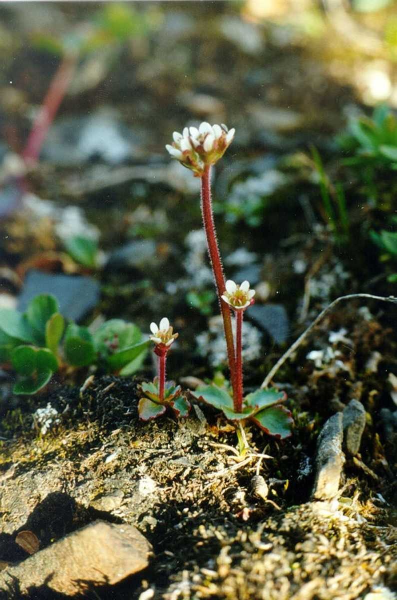 Камнеломка моховидная