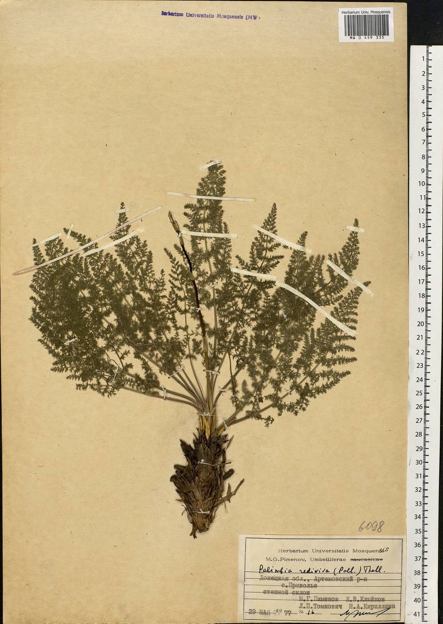 Степная колючка