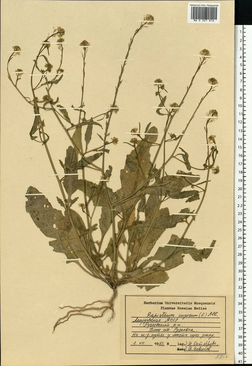 Репник многолетний