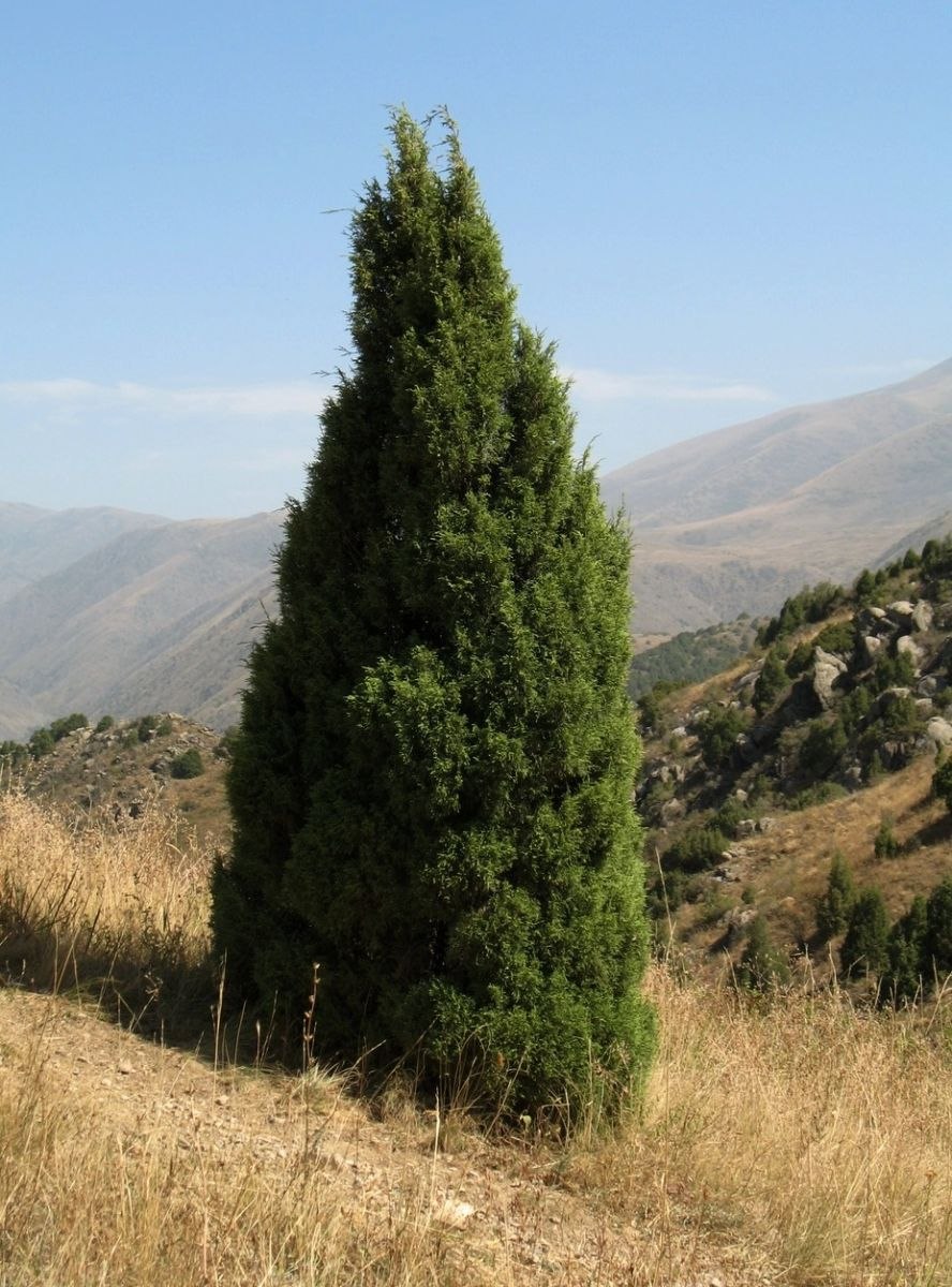 Juniperus semiglobosa