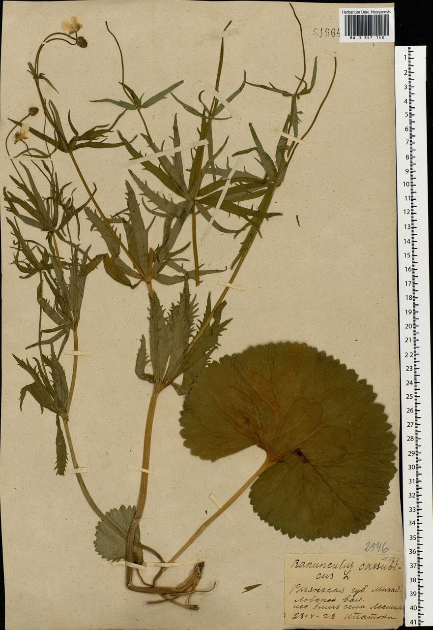 Лютик кашубский рисунок