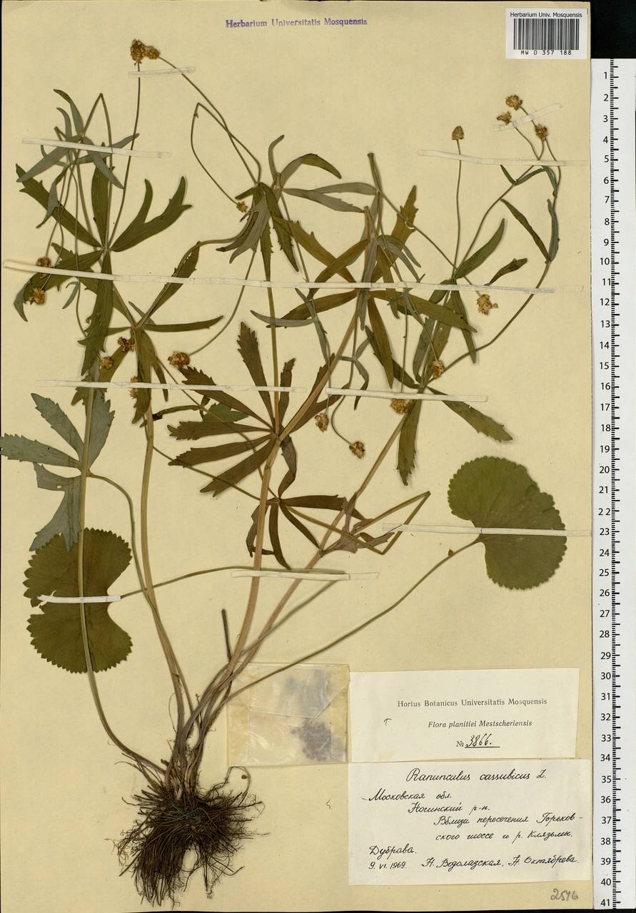 Лютик кашубский - Ranunculus cassubicus