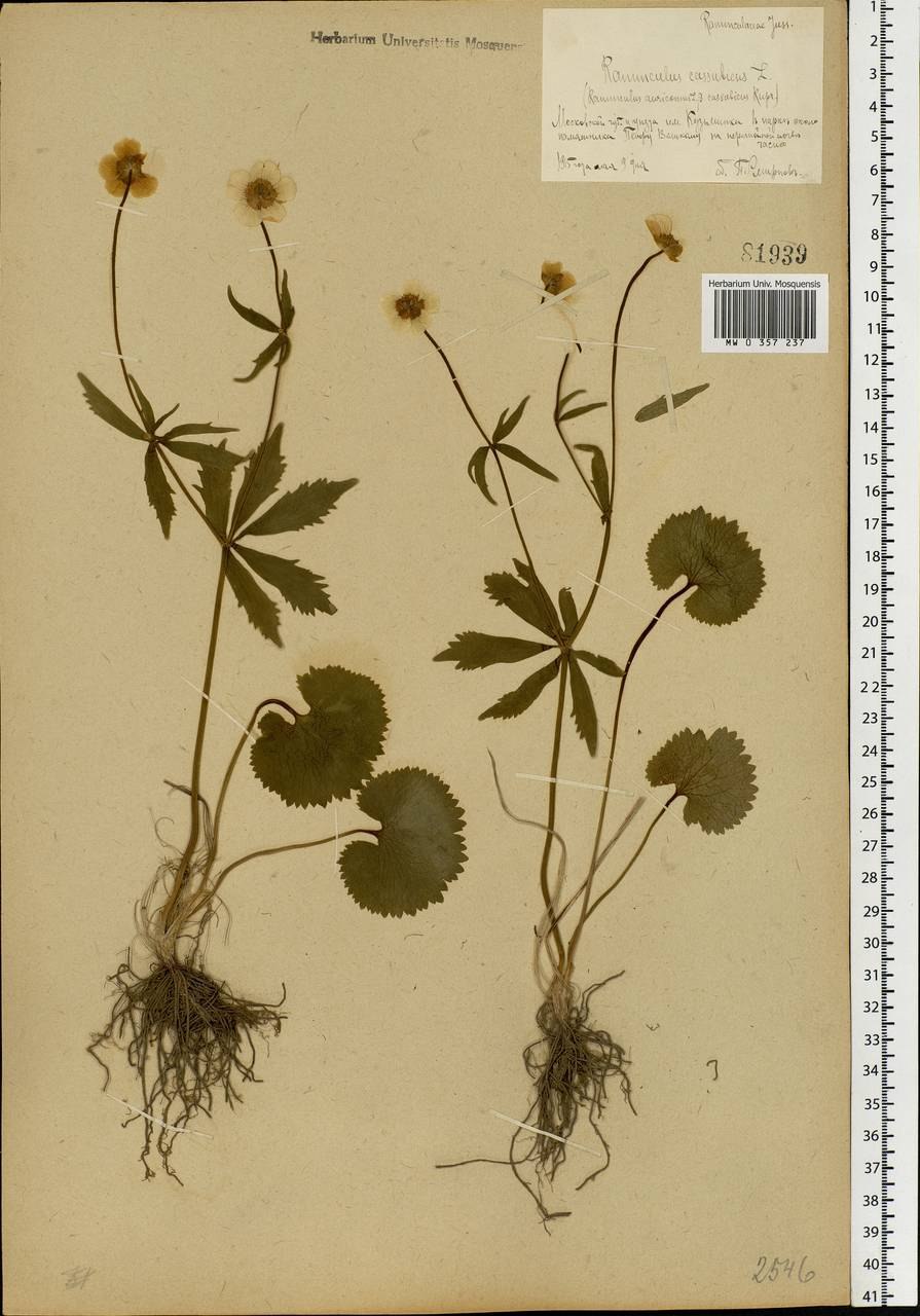 Лютик ползучий сорняк