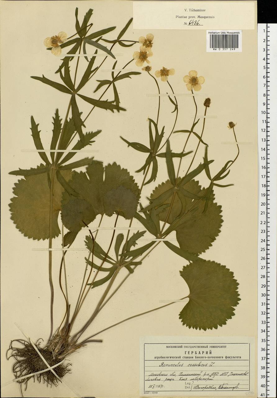 Ranunculus cassubicus Лютик кашубский строение