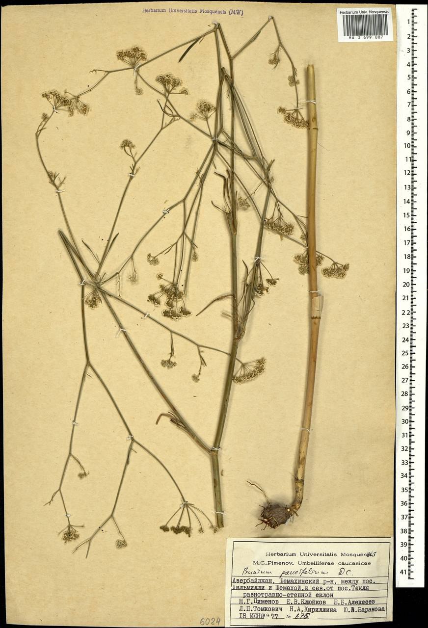 Conopodium majus Земляной каштан