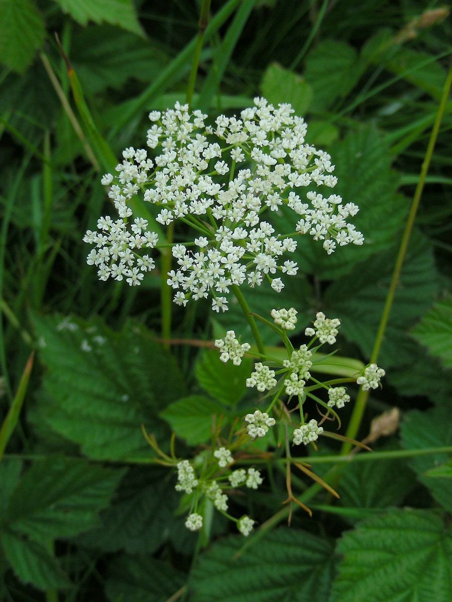 Bunium bulbocastanum