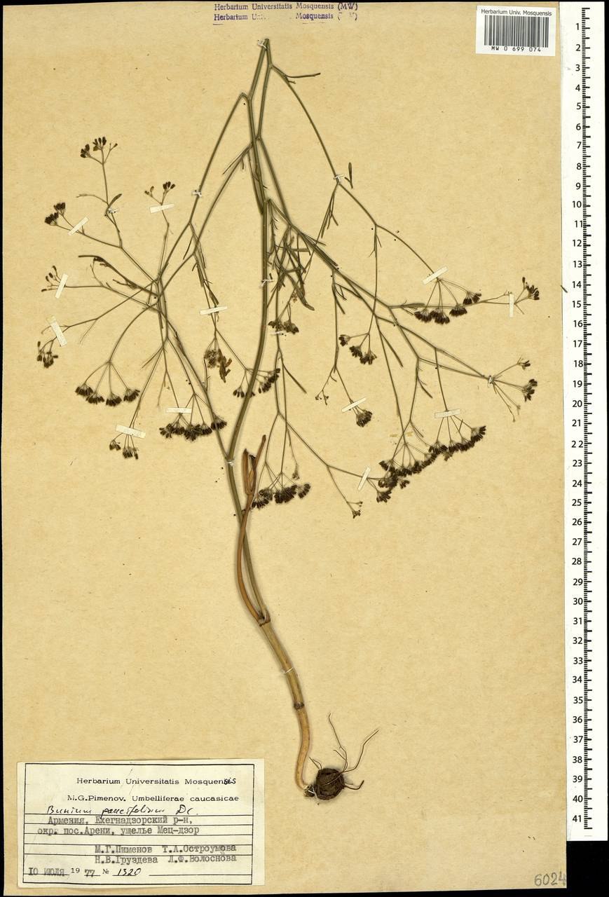 Bunium bulbocastanum