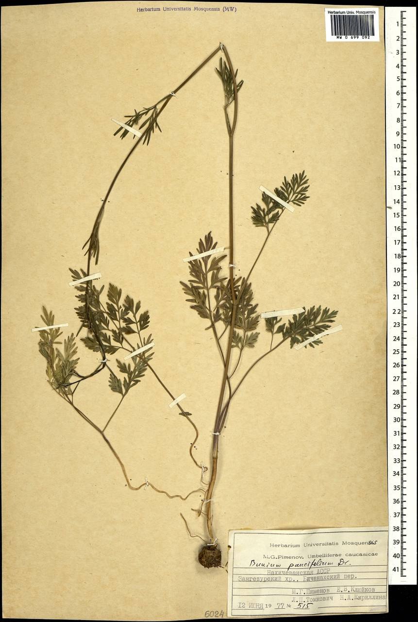 Кохия цветок рисунок