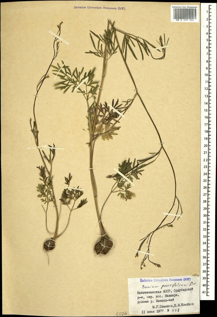 ГОВЗИРА (Bunium chaerophylloides).