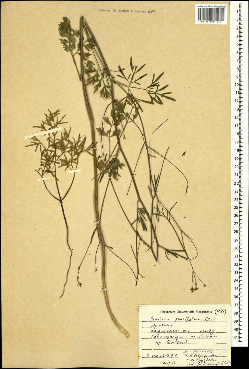 Conopodium majus Земляной каштан