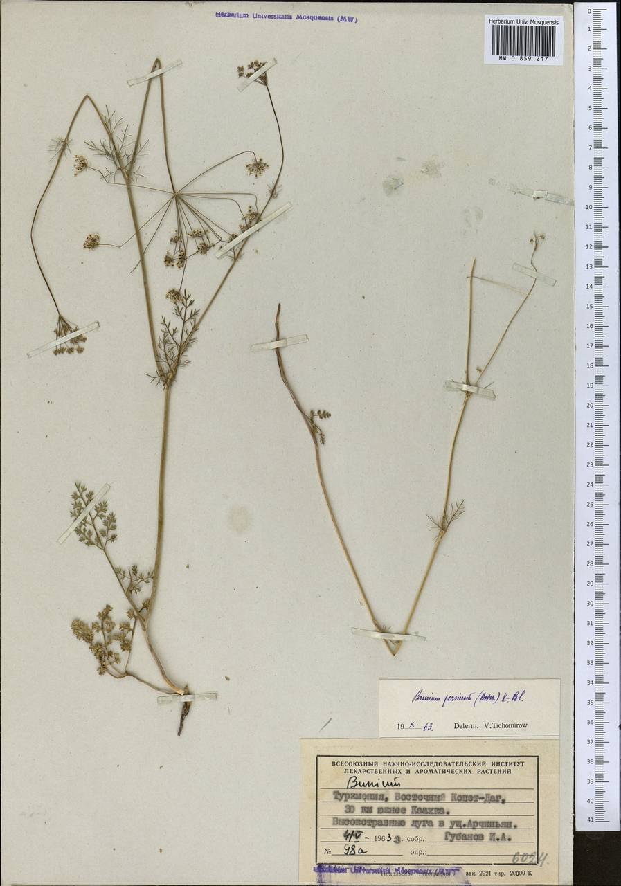 Bunium bulbocastanum