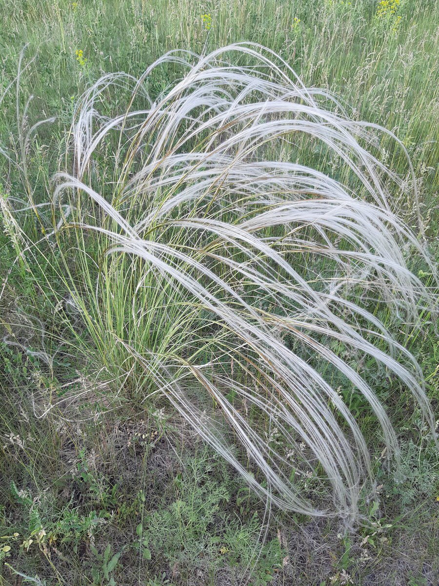 Ковыль красивейший