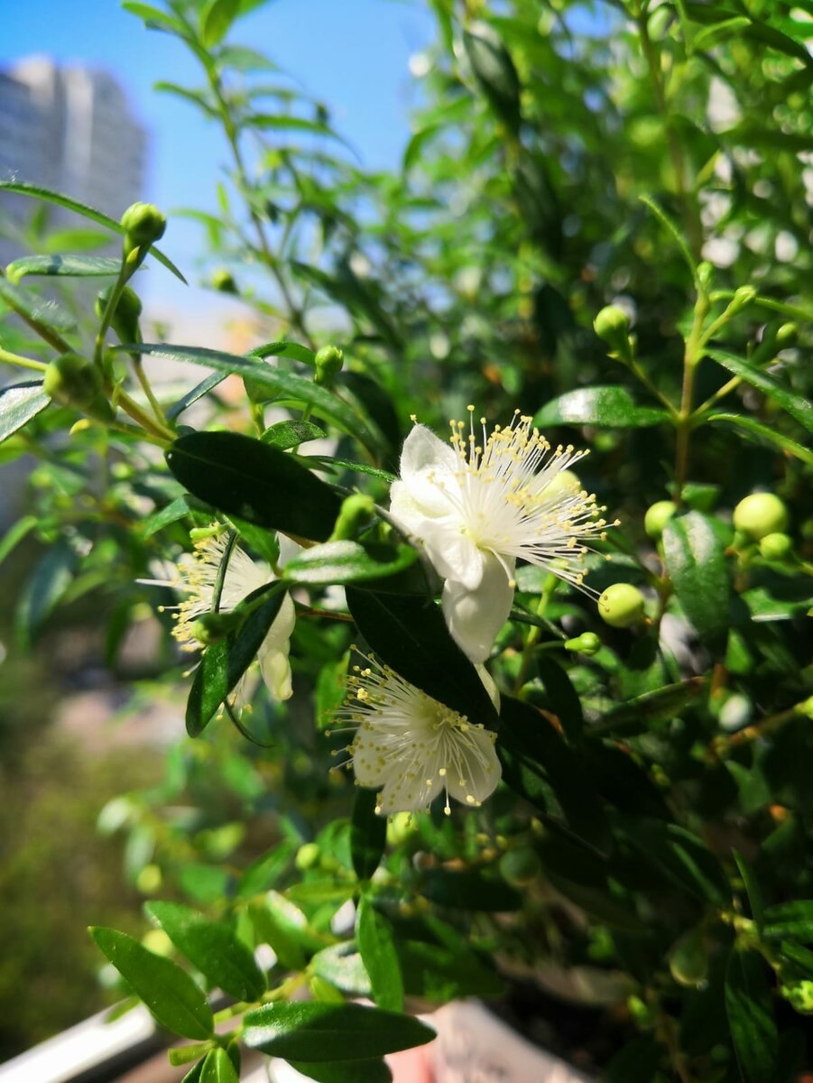 Миртовые подсемейство