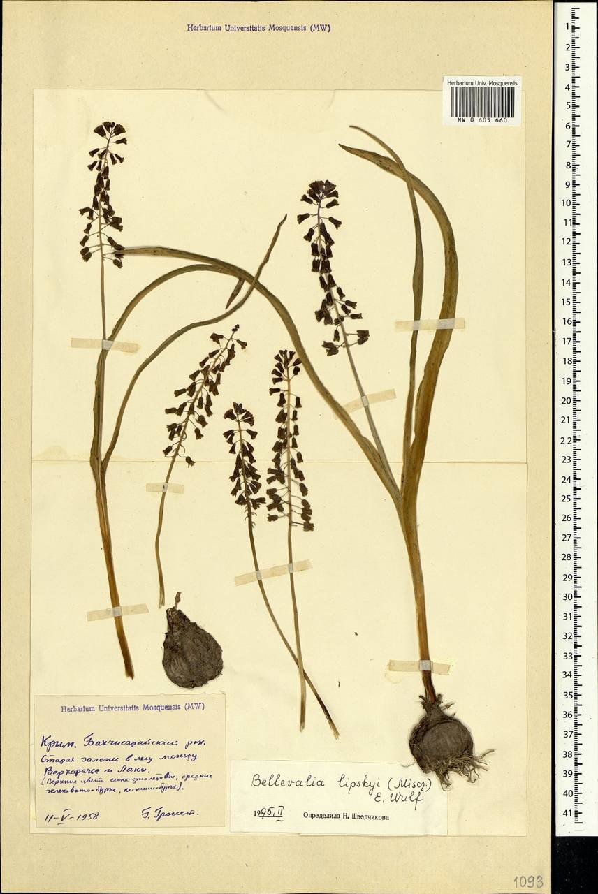 Бельвалия Липского (Bellevalia lipskyi)