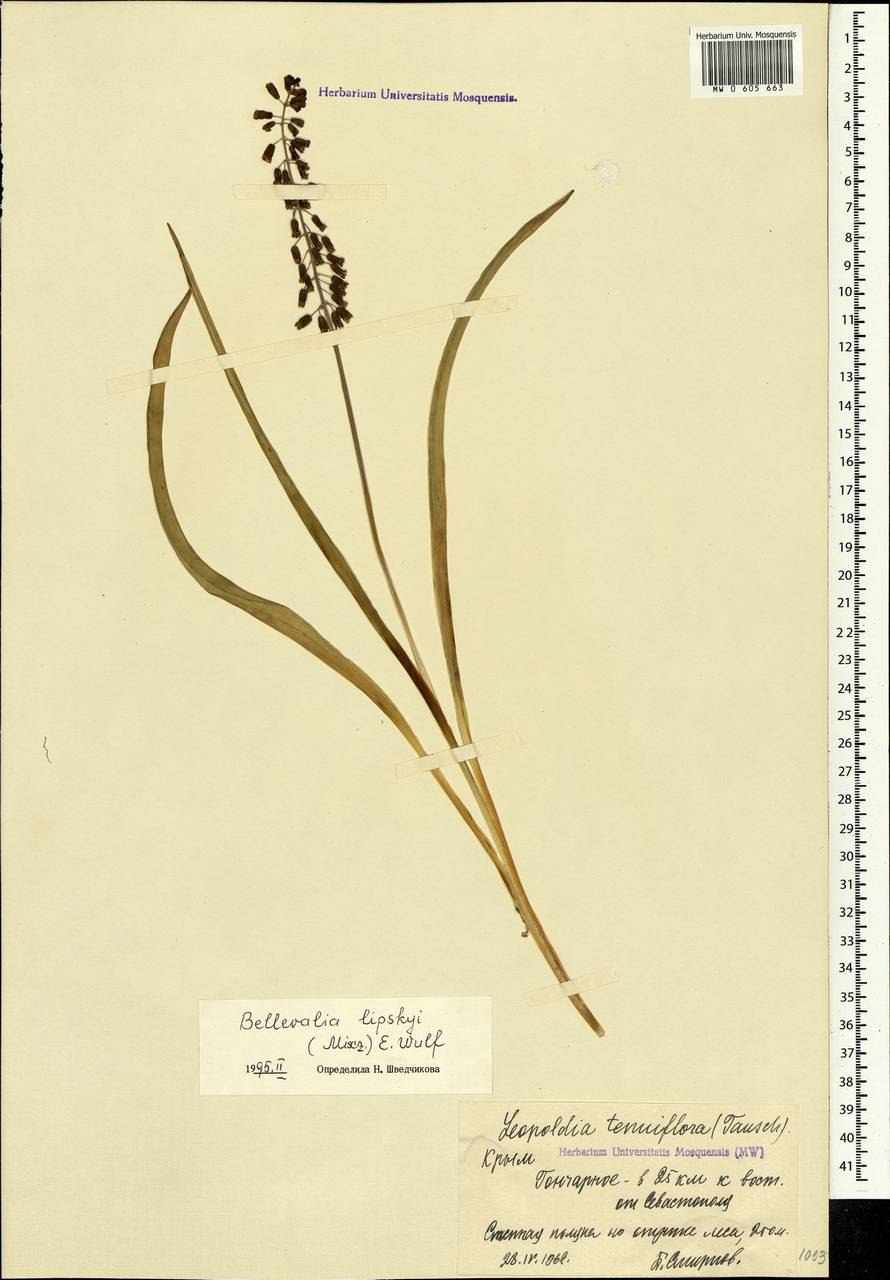 Беллевалия Сарматская