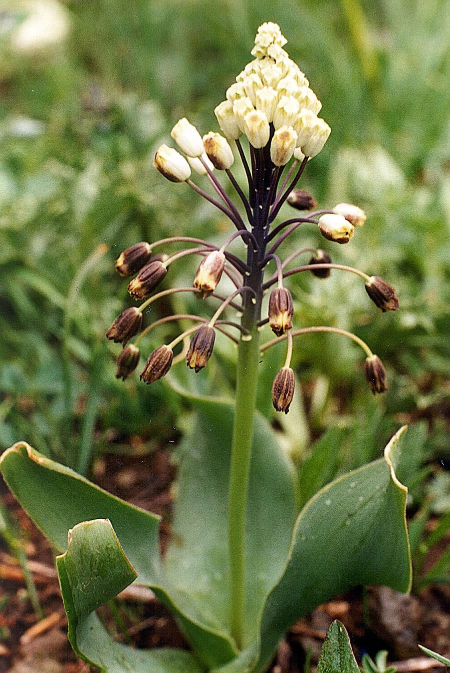 Бельвалия густоцветковая