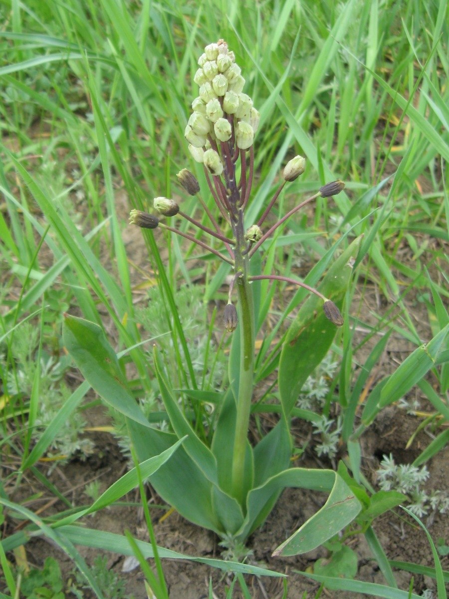 'Bellevalia forniculata"
