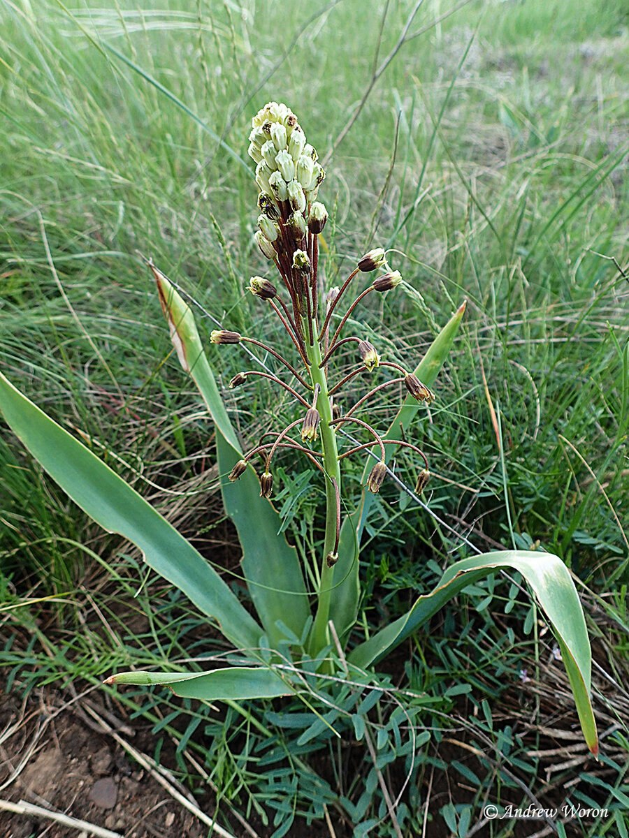 Мускари Бельвалия густоцветковая