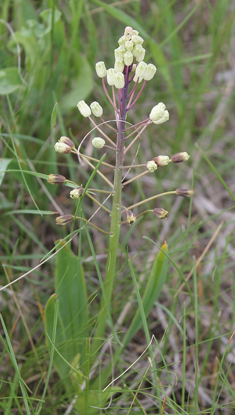 Бельвалия липского