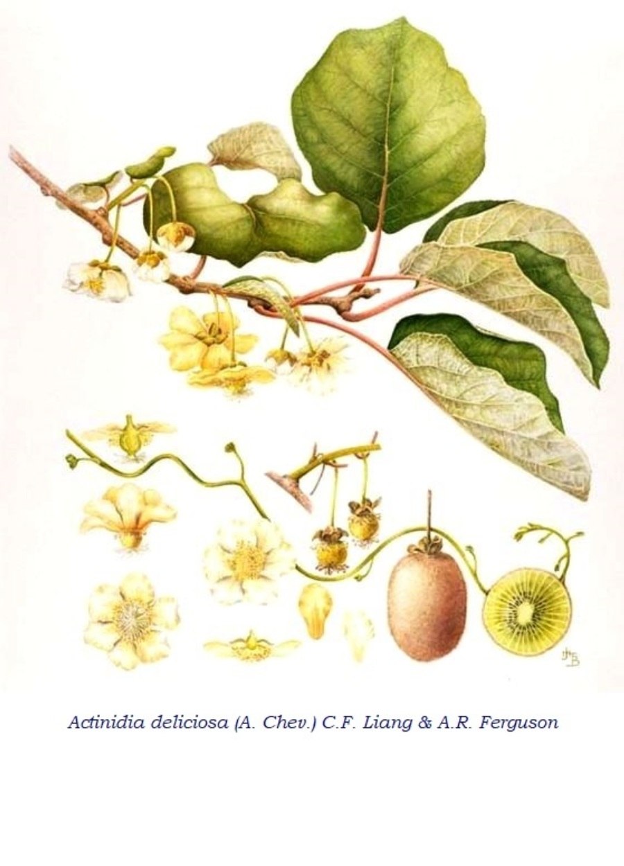 Актинидия коломикта Ботаническая иллюстрация