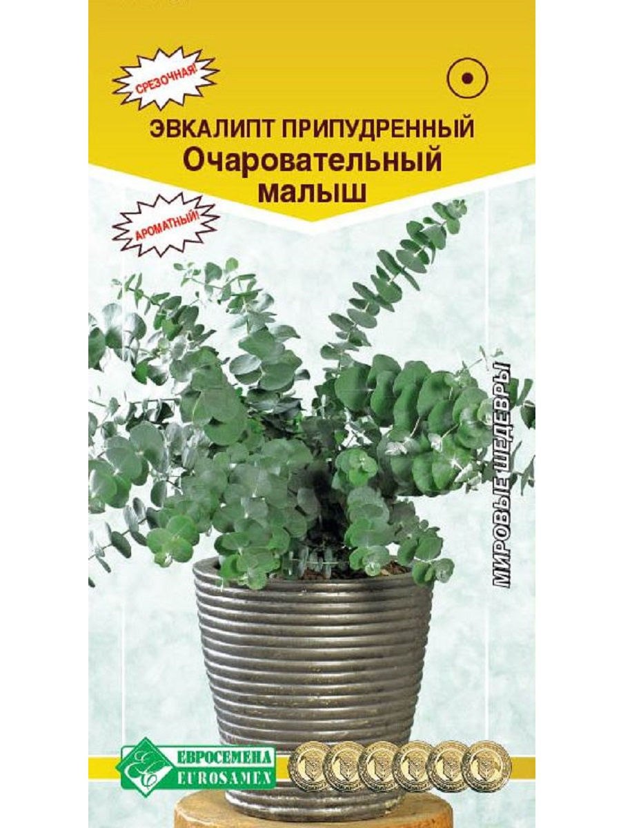 Эвкалипт припудренный очаровательный малыш