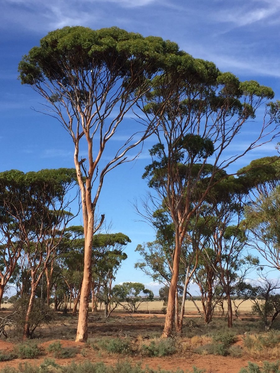Эвкалипт припудренный