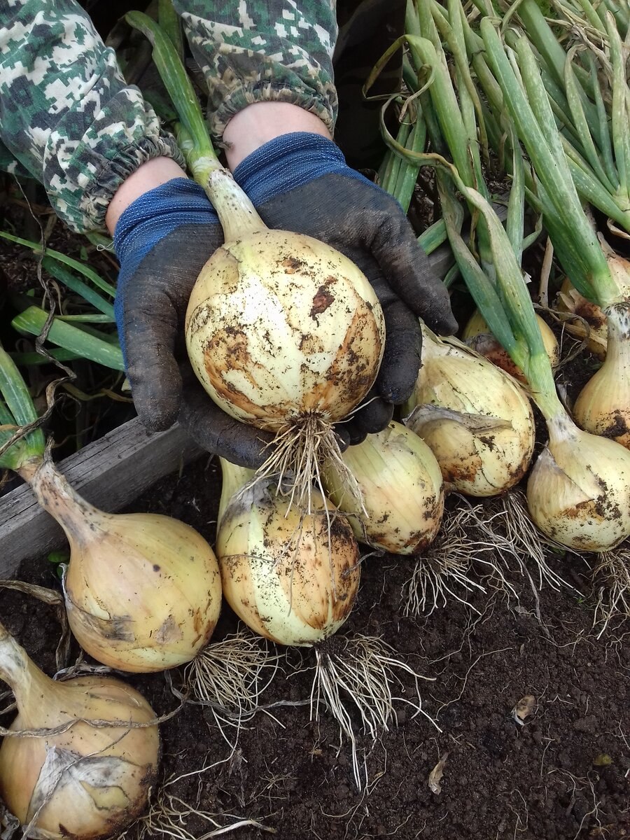Лук маленькая головка