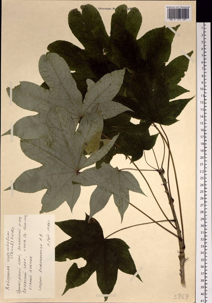 Калопанакс