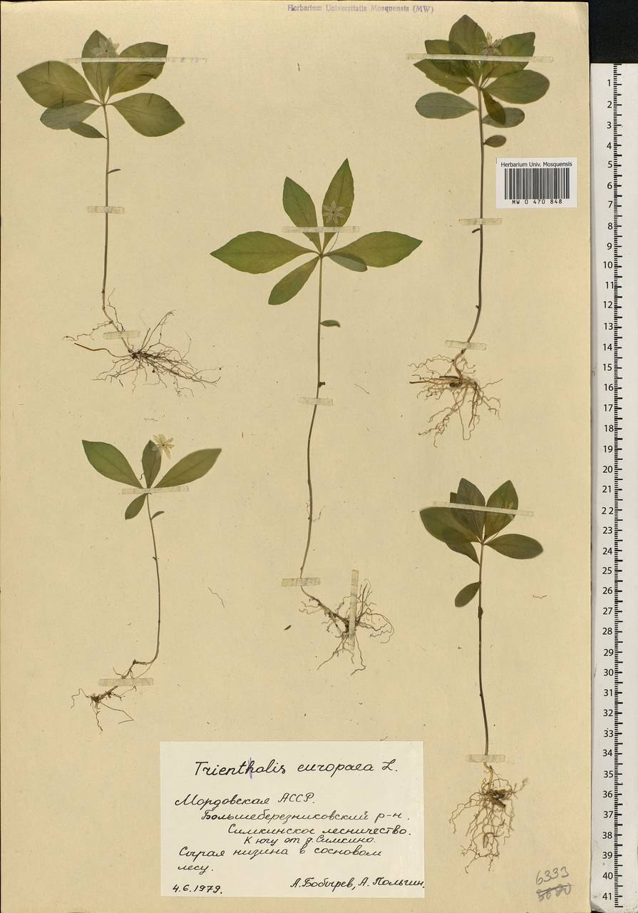 Растения в Кирове Чепецке природе