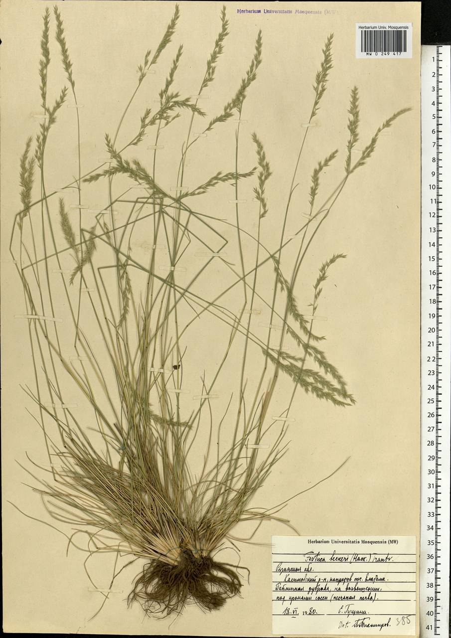 Овсяница Беккера розеточные побеги