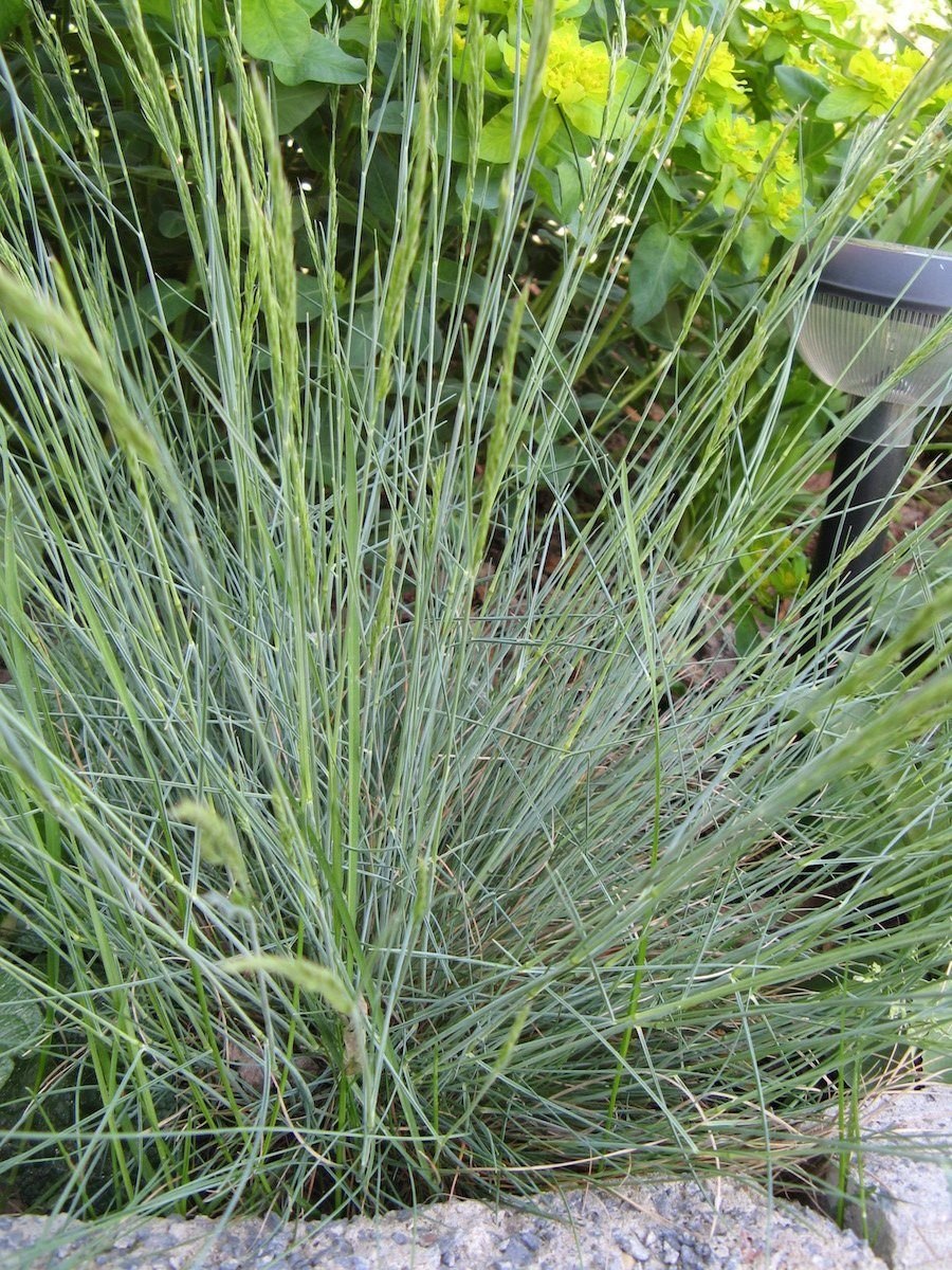 Овсяница метельчатая (Festuca Scoparia)