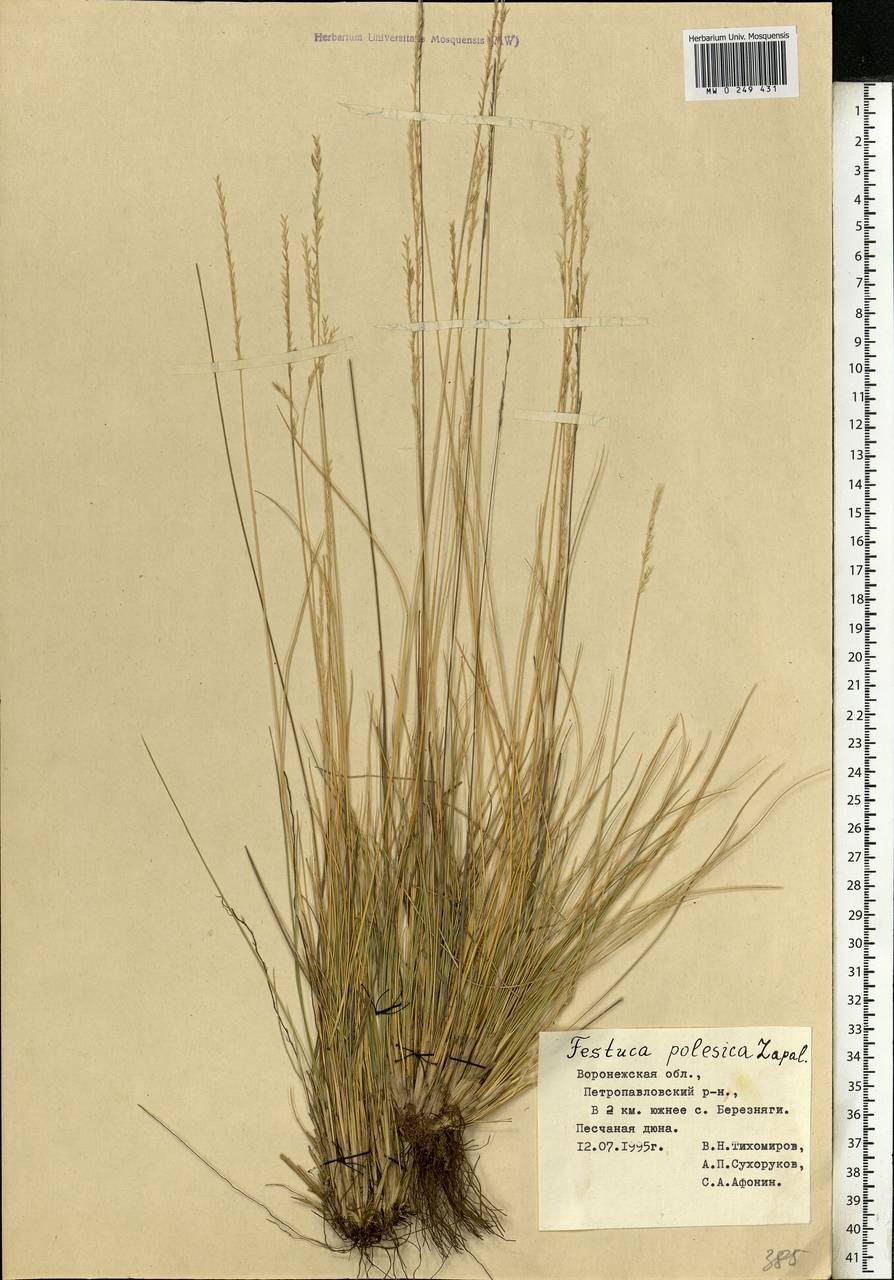 Овсяница Беккера Рязань