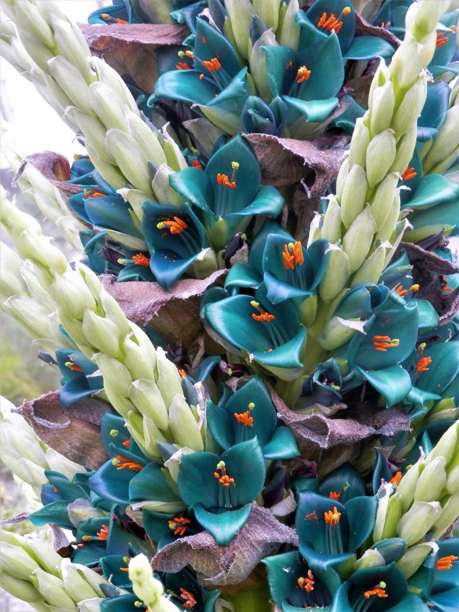 Пуйя альпестрис