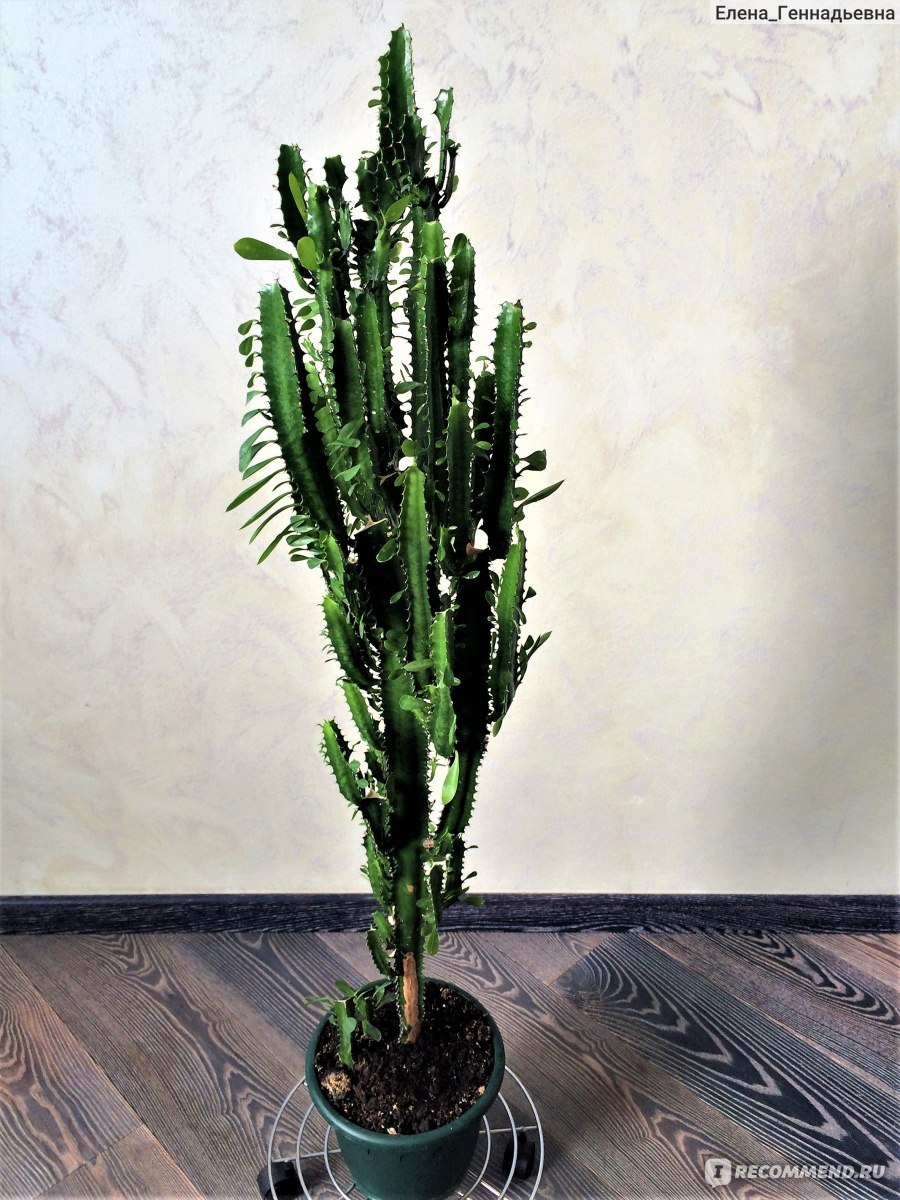 Молочай трехгранный