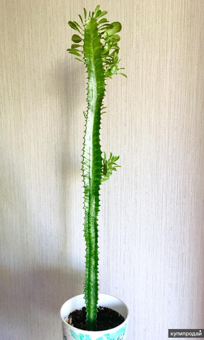 Кактус молочай